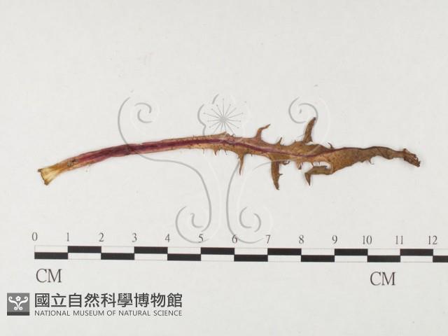 登錄號:F0026271藏品圖，第1張