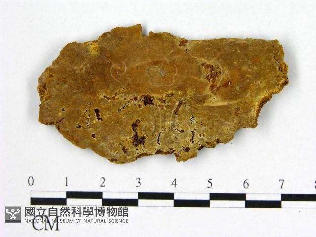 登錄號:F0006271藏品圖，第1張