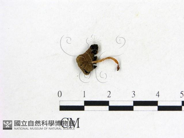 鬼傘屬藏品圖，第1張