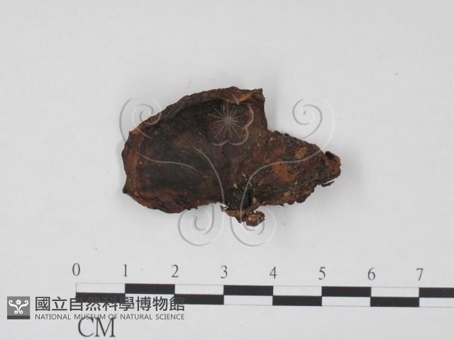 登錄號:F0021271藏品圖，第1張