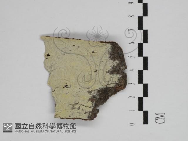 剛毛絲皮菌藏品圖，第1張