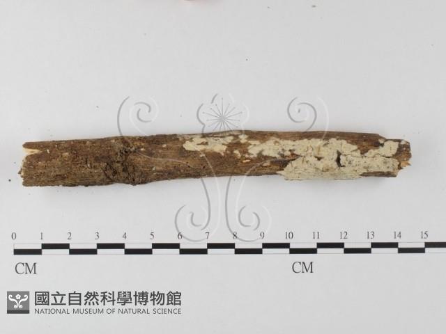 登錄號:F0004271藏品圖，第1張