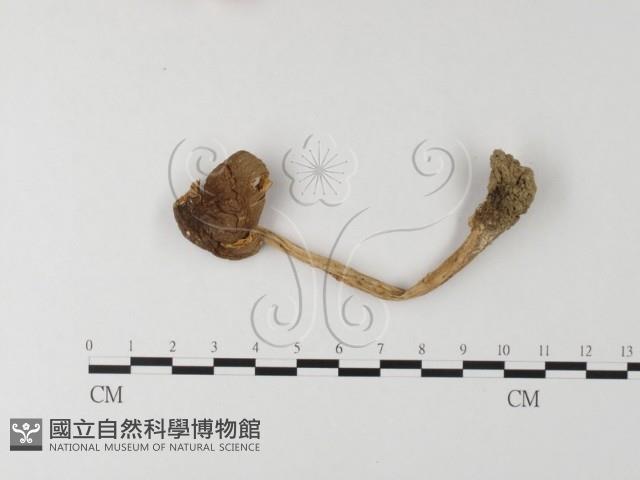 登錄號:F0014271藏品圖，第1張