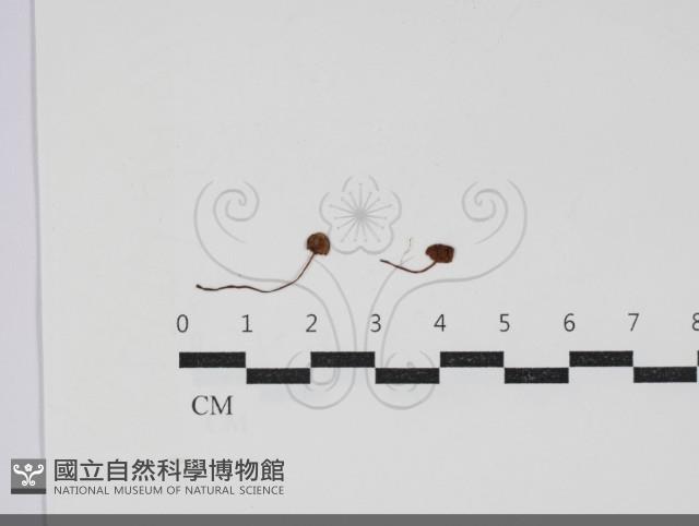 盔孢傘屬藏品圖，第1張