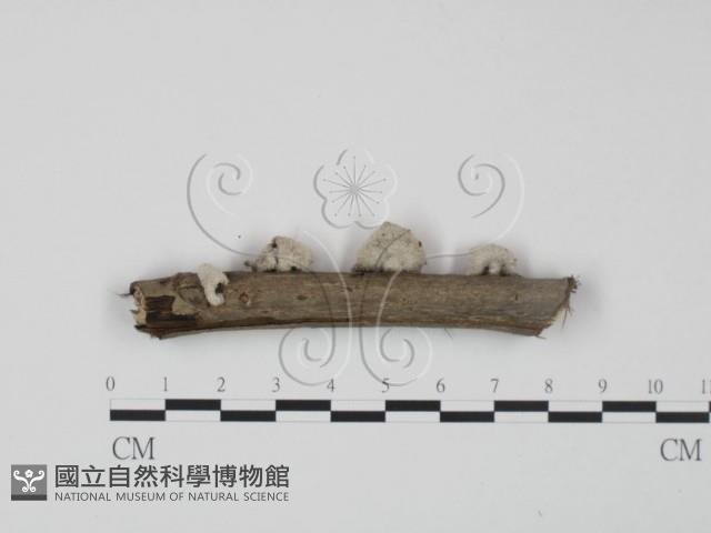 裂褶菌藏品圖，第1張