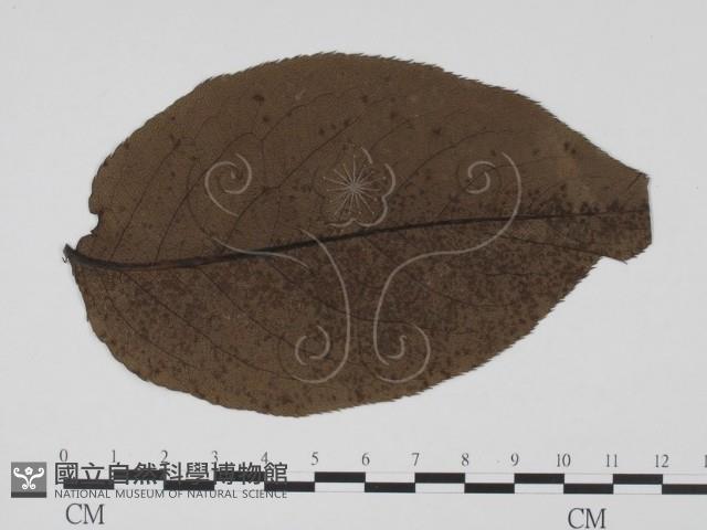 登錄號:F0012271藏品圖，第1張
