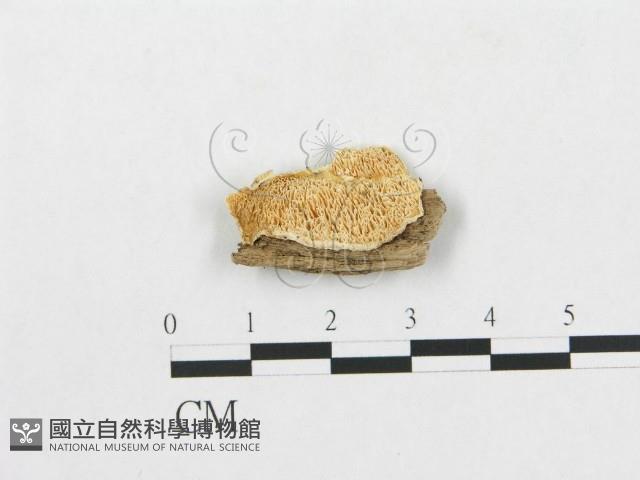 登錄號:F0007271藏品圖，第1張