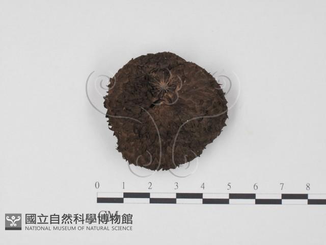 登錄號:F0005271藏品圖，第1張