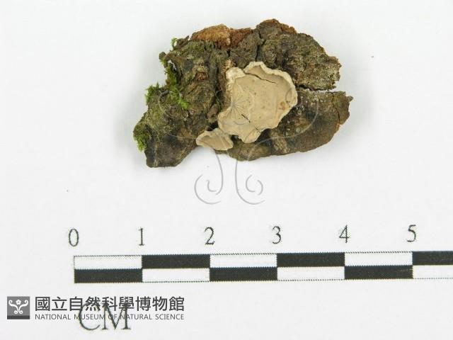 登錄號:F0015271藏品圖，第1張