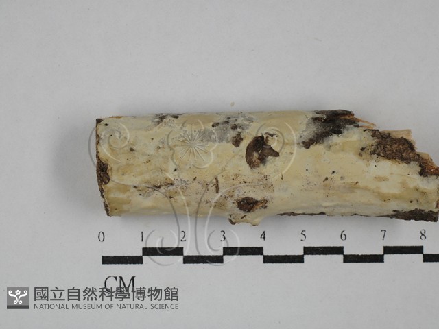 登錄號:F0029271藏品圖，第1張
