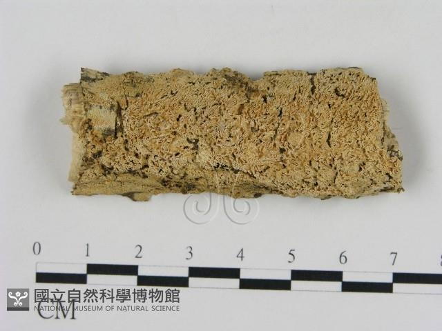 登錄號:F0009271藏品圖，第1張