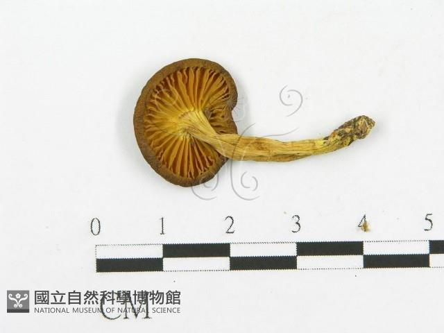 登錄號:F0013271藏品圖，第1張