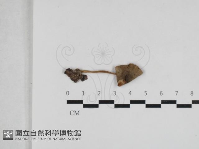 登錄號:F0033271藏品圖，第1張