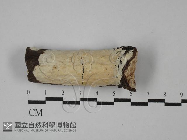登錄號:F0028871藏品圖，第1張