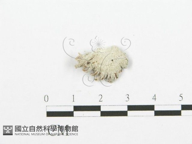 裂褶菌藏品圖，第1張