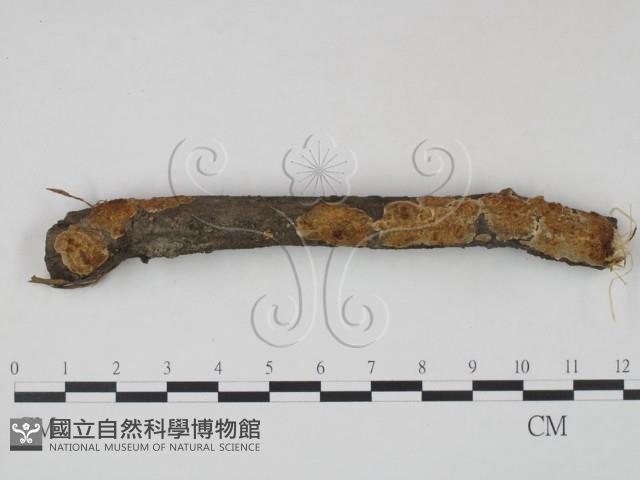 登錄號:F0020871藏品圖，第1張