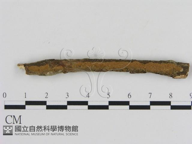 刺革菌屬藏品圖，第1張