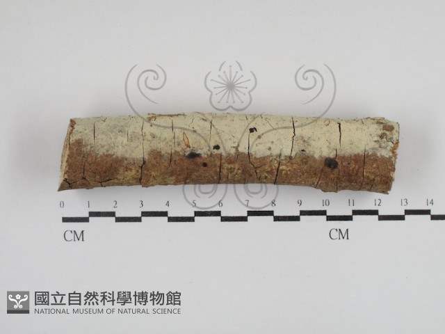 登錄號:F0030871藏品圖，第1張