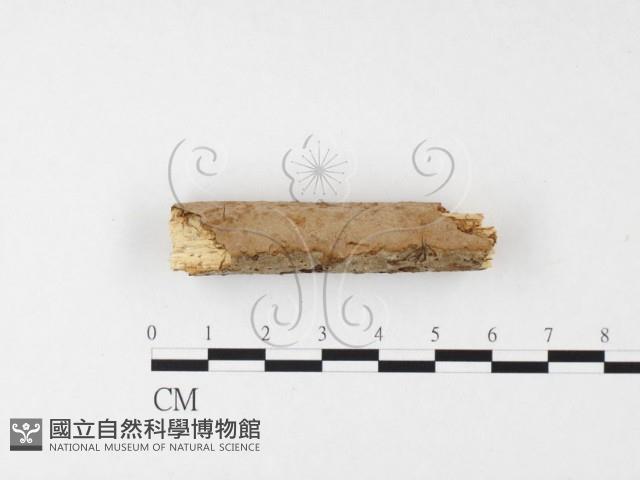 刺革菌屬藏品圖，第1張