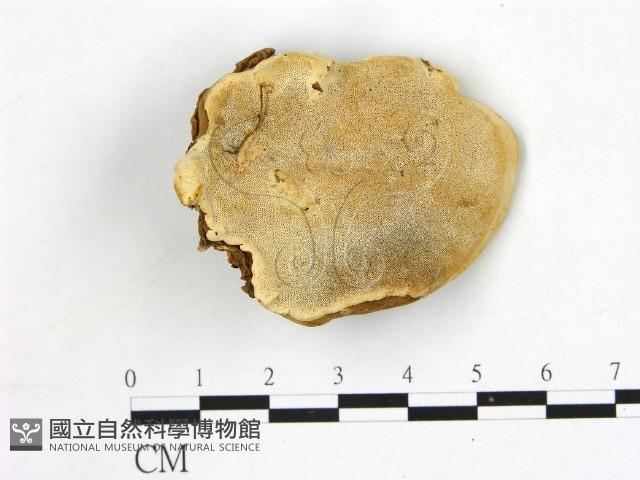 登錄號:F0006871藏品圖，第1張