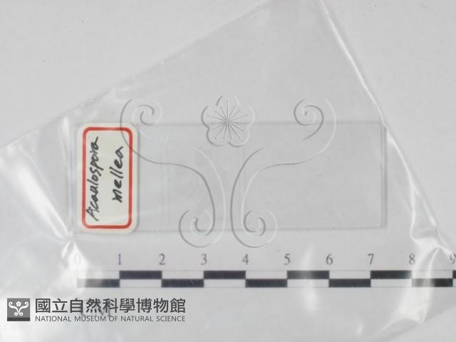 登錄號:F0016871藏品圖，第1張