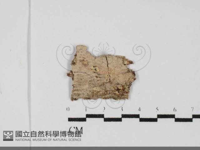 登錄號:F0031871藏品圖，第1張