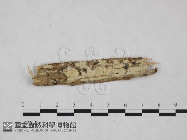 登錄號:F0024871藏品圖，第1張
