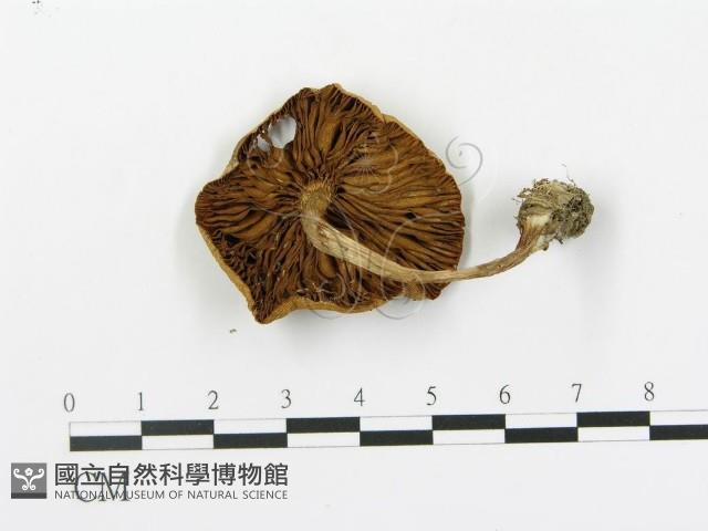 登錄號:F0004871藏品圖，第1張