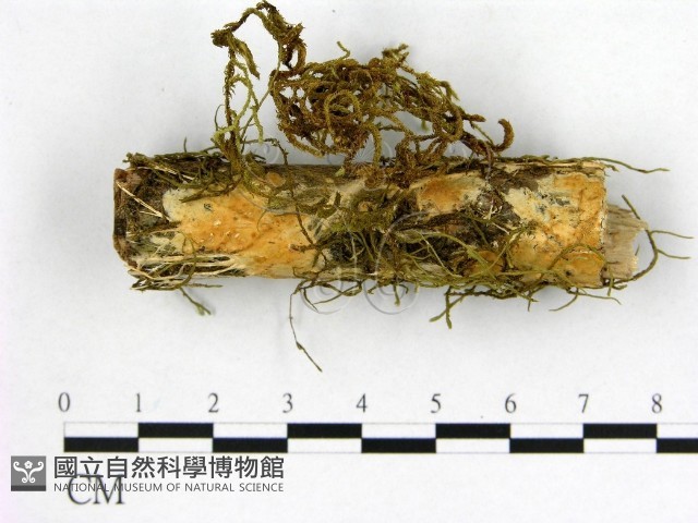 顯絲菌屬藏品圖，第1張