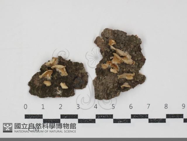 登錄號:F0034871藏品圖，第1張