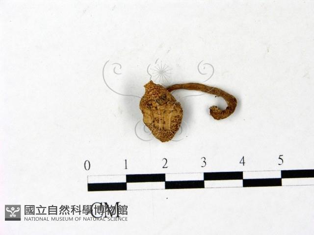 登錄號:F0022871藏品圖，第1張