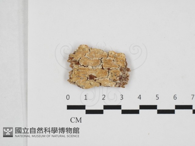 登錄號:F0032871藏品圖，第1張