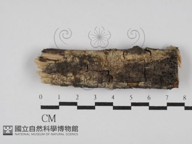 登錄號:F0029871藏品圖，第1張