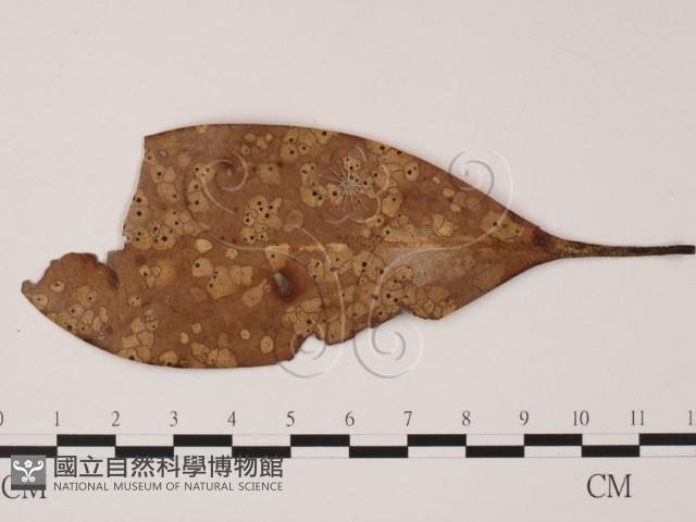 登錄號:F0019871藏品圖，第1張