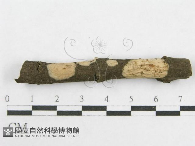 絲皮菌屬藏品圖，第1張