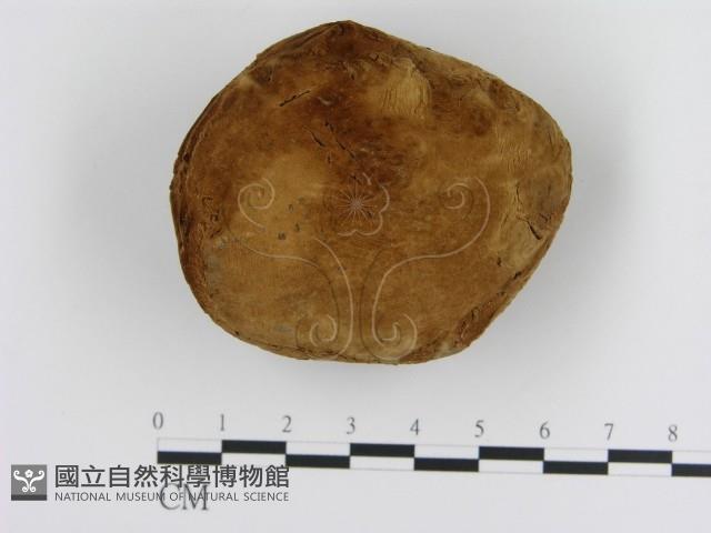 纖孔菌屬藏品圖，第1張