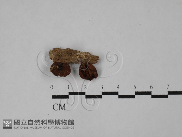 登錄號:F0028971藏品圖，第1張