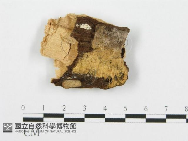 登錄號:F0000971藏品圖，第1張