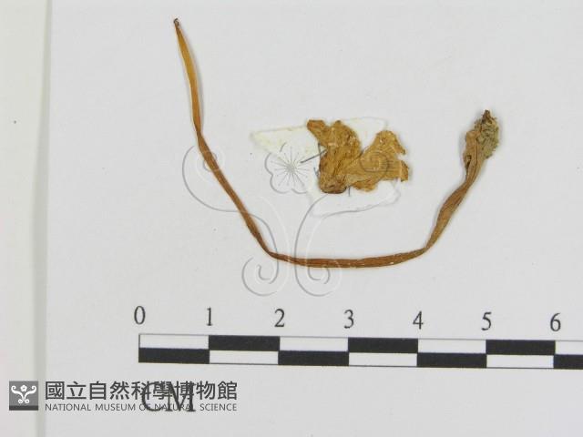 登錄號:F0010971藏品圖，第1張