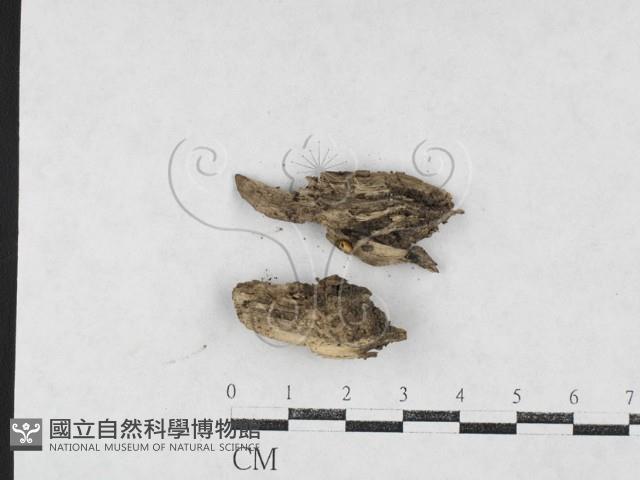 登錄號:F0026971藏品圖，第1張