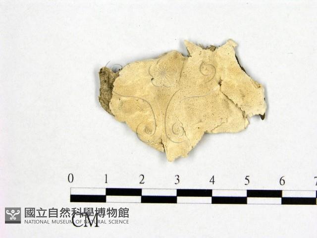 登錄號:F0006971藏品圖，第1張