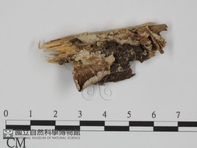 附毛菌屬藏品圖，第1張