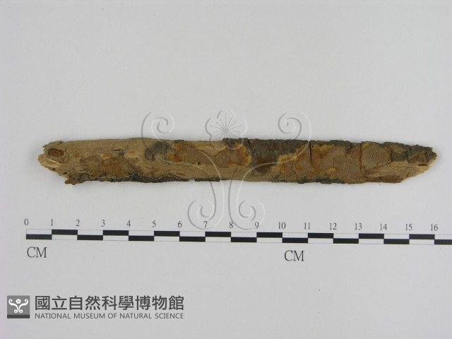 刺革菌屬藏品圖，第1張