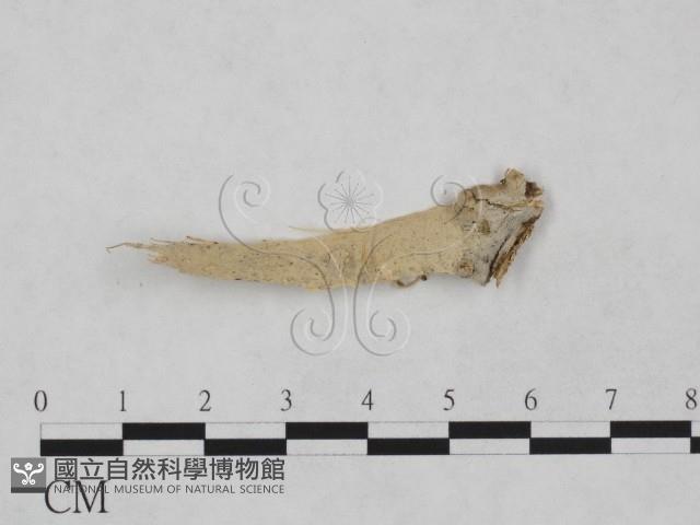 登錄號:F0024971藏品圖，第1張