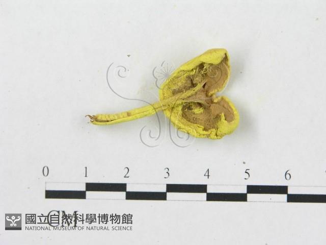 登錄號:F0004971藏品圖，第1張