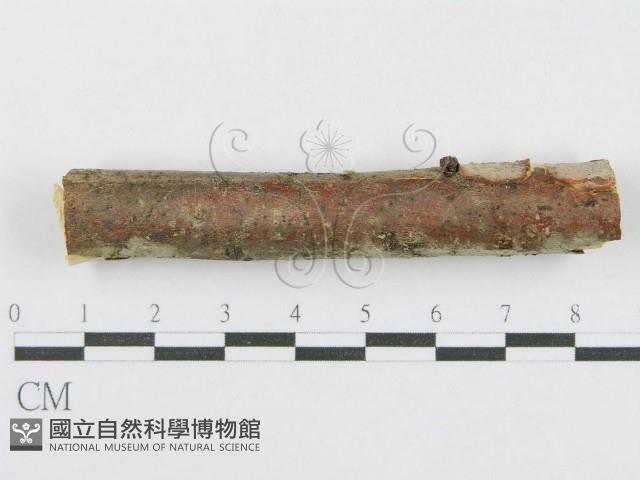 登錄號:F0014971藏品圖，第1張