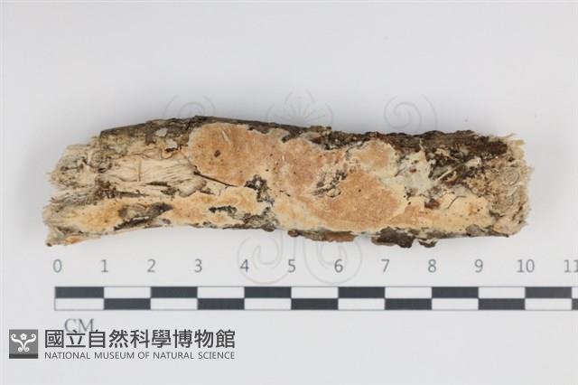 登錄號:F0034971藏品圖，第1張