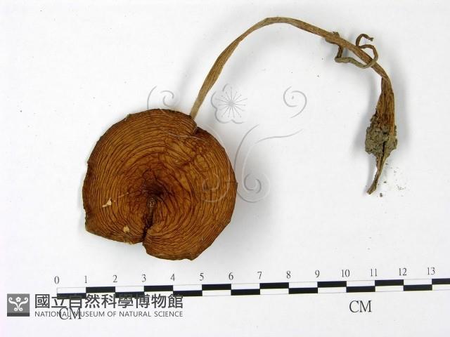 登錄號:F0022971藏品圖，第1張