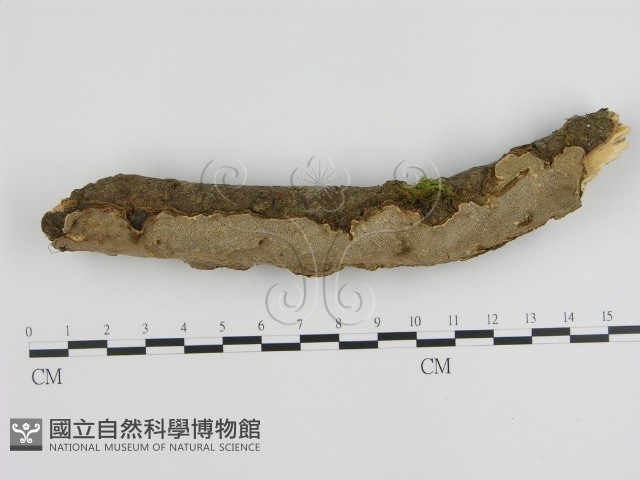 蜂窩菌屬藏品圖，第1張