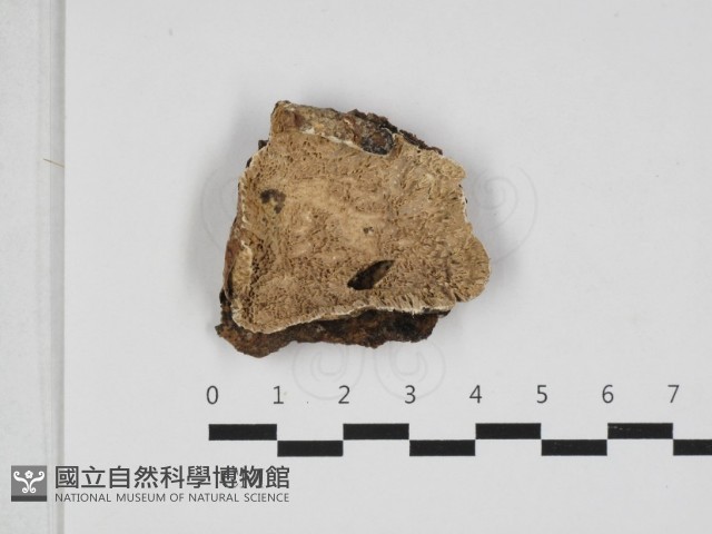 登錄號:F0032971藏品圖，第1張